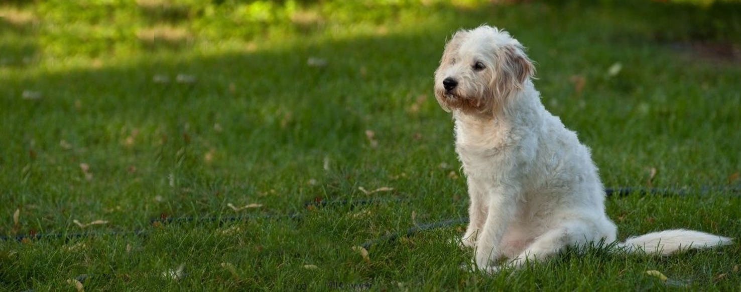 Beagle cross 2024 bichon frise